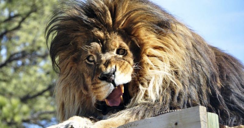 Прикольные животные/ Видео приколы / Приколы про животных