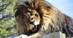 Прикольные животные/ Видео приколы / Приколы про животных