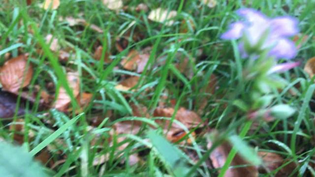 Knopige ooievaarsbek (Geranium nodosum) - 2017-11-04 смотреть онлайн