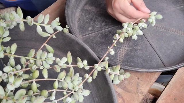 COTYLEDON PENDENS LINDO DE CULTIVO FÁCIL e MUITAS MUDAS @Suculentasdacreusa смотреть онлайн