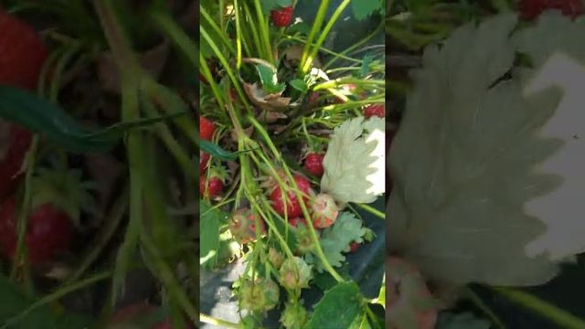 Отглеждане на ягоди фаза бране смотреть онлайн