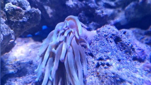 Purple Tip Haitian Anemone eating Live WORM! X Russian WitchHouse смотреть онлайн