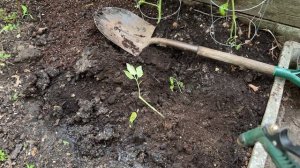 Не выбрасывайте сломанную рассаду помидор!