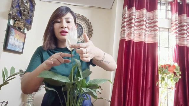 How To Grow Peace Lily (Spathiphyllum)😍all about peace Lily care and tips🌱 with Annie Gogoi 🥰❤️❤️ смотреть онлайн