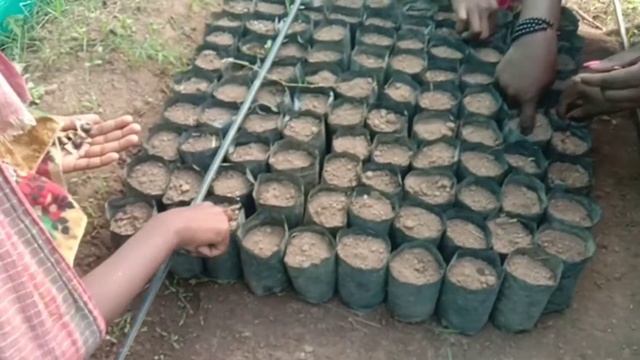 How to make Moringa Tree from Seed ! সজনে গাছের উপকারিতা ও চারা তৈরির পদ্ধতি смотреть онлайн