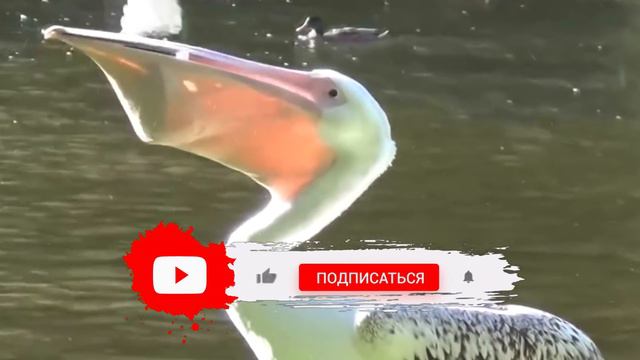 Бои диких животных снятые на камеру смотреть онлайн
