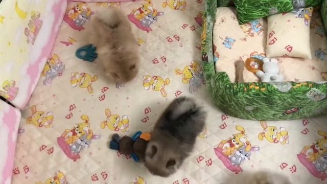 Мальчик и девочки, ждут своих мам и пап. Нас скоро 2 месяца. смотреть онлайн