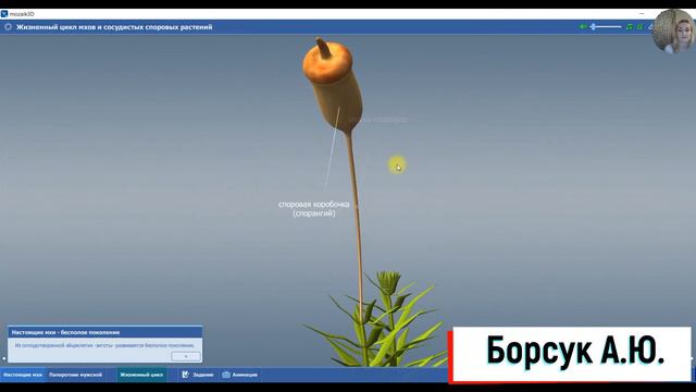 Папоротник и мхи в 3 Д атласе простыми словами. Программа 5-6 класс смотреть онлайн