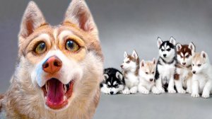 У МЕНЯ БУДУТ ЩЕНКИ!!! (Хаски Бублик) Говорящая собака Mister Booble