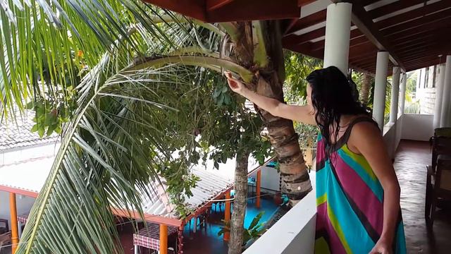 ШриЛанка, обезьянки в нашем отеле, Мирисса смотреть онлайн