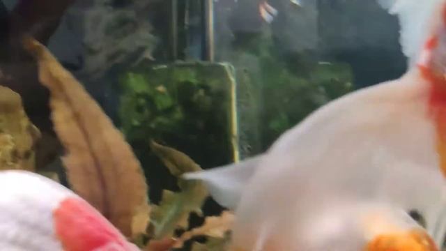 Золотые рыбки. смотреть онлайн