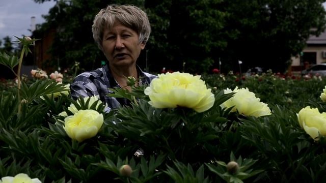 Пион Bartzella. 2017 год смотреть онлайн