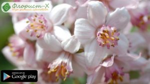 ? Кустарник дейция – посадка и уход, дейция шершавая – описание и пересадка