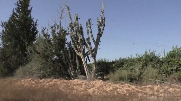 Кактус Цереус/ Cereus