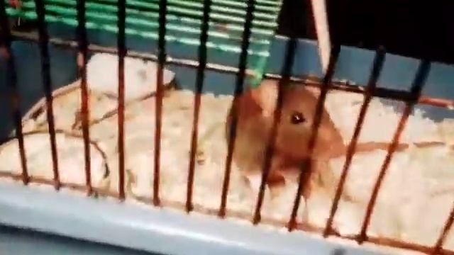 Клип про крысика Егора:3 смотреть онлайн