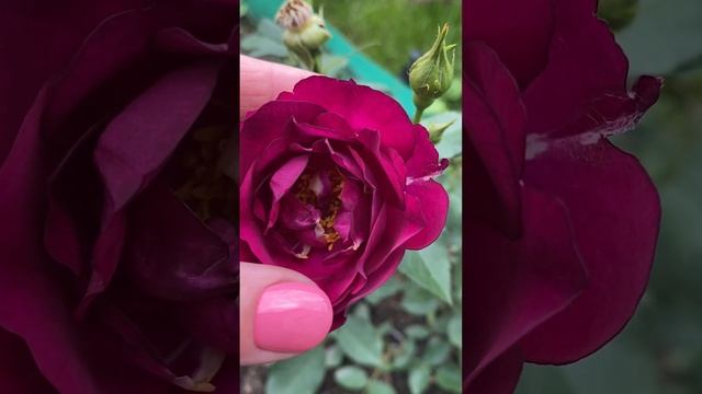 РОЗА ФЛОРИБУНДА "БЛЭК ДЖЕК" / rosa floribunda black jack смотреть онлайн