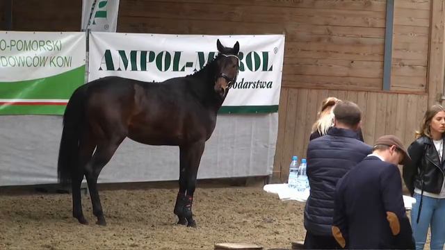 MOM CHERI (Karbon - Mirta xx/ Sorbie Tower xx - Long Meadows xx) 2 yo mare смотреть онлайн