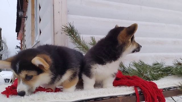 Щенки Вельш Корги Пемброк РКФ Девочки