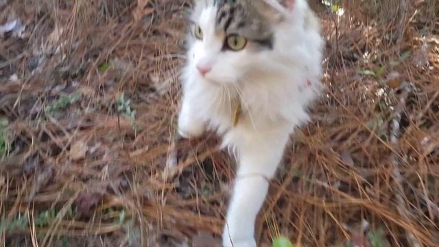 Свой УЧАСТОК в США. Что вначале нужно сделать. Васька зажигает смотреть онлайн