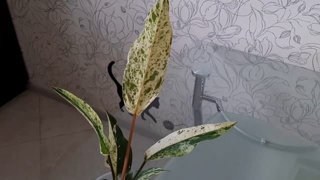 АНТУРИУМ. Коллекция редких антуриумов #13. Антуриумы вариегатные Тайланд смотреть онлайн