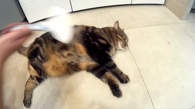 Как вычесать кота и не пострадать смотреть онлайн