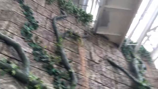 Зоопарк Минск #2 Экзотариум, попугаи смотреть онлайн