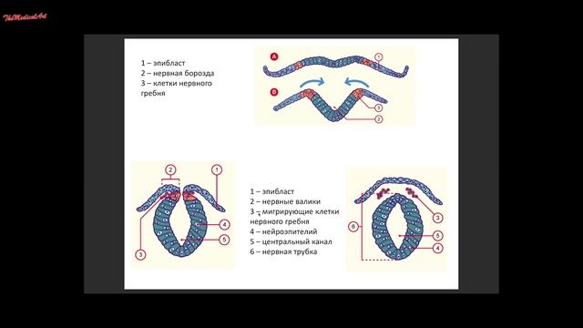ГАСТРУЛЯЦИЯ / ЭМБРИОЛОГИЯ / Гистология #Эмбриология #Гистология смотреть онлайн