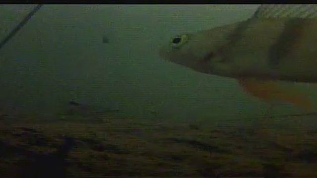 Eyoyo камера с алиэкспресс смотреть онлайн