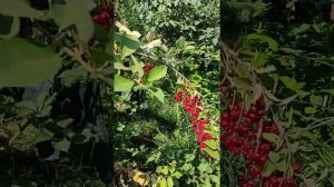 гибрид вишни - черемухи 'Церападус'