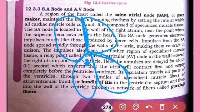 SA Node and AV Node || circulation | Class 11 biology смотреть онлайн