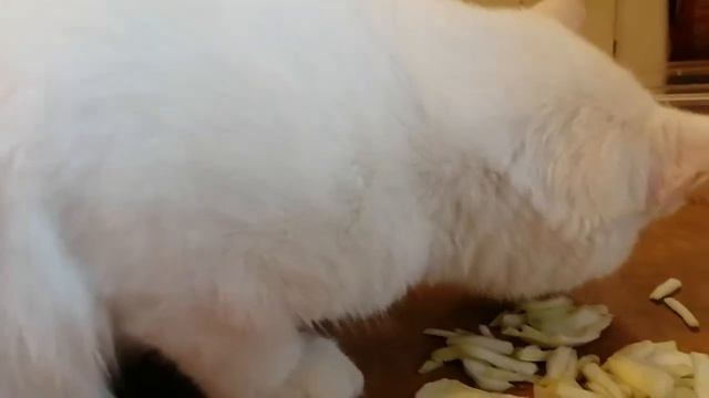 Кошка кушает капусту. Мася, любительница капусты🐱#котики #смешныекошки смотреть онлайн