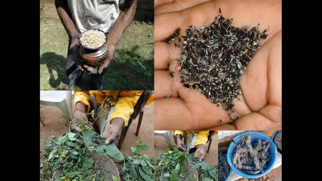 Medicinal Rice P5 Formulations for Hedera Overdose: Pankaj Oudhia's Medicinal Plant Database смотреть онлайн