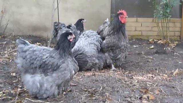 Орпингтон голубой . Одесса 067-9227521 смотреть онлайн