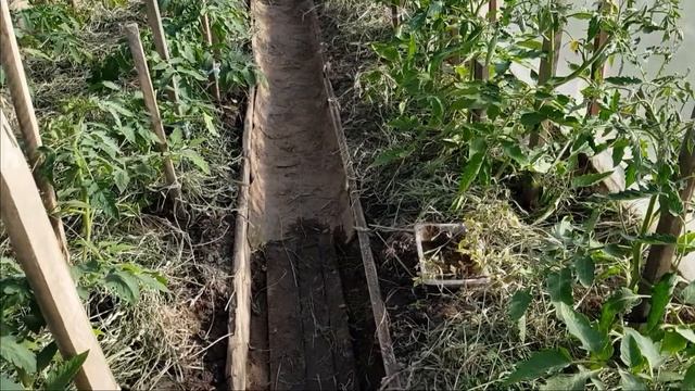 Зачем класть траву под помидоры в теплице смотреть онлайн