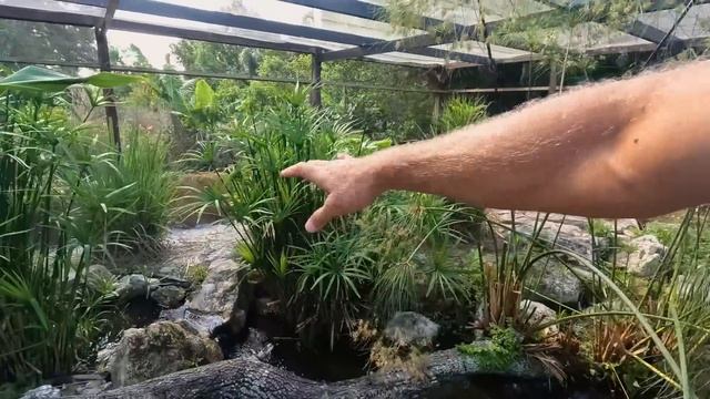My Python Colin finally Eats! смотреть онлайн