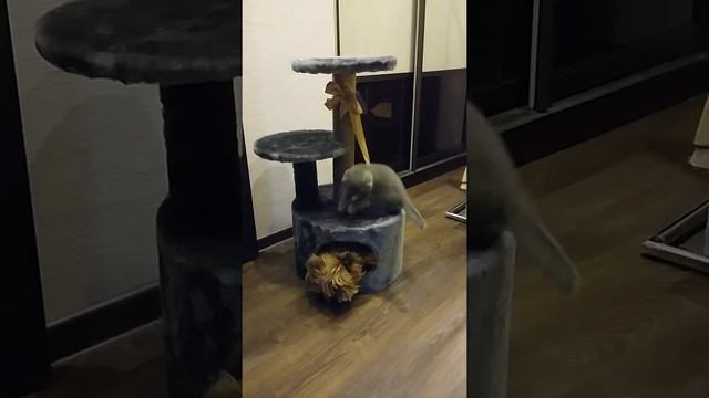 Фаня выгоняет Тесс из домика )) смотреть онлайн