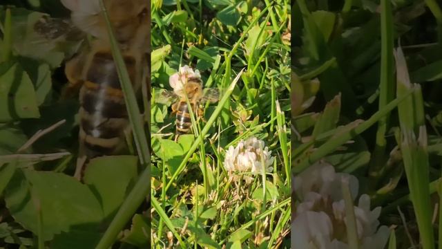 жизнь пчелы