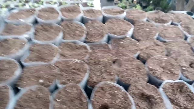 Сальвия. Месяц сеянцам. Приступаю к пикировке смотреть онлайн