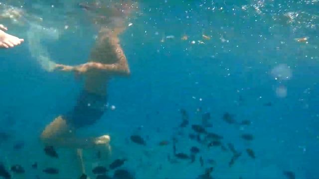 Что это за рыбы в Средиземном море? Не подскажете? смотреть онлайн