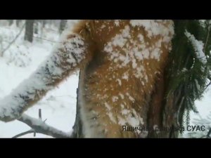 Лиса в ящичной ловушке СУАС