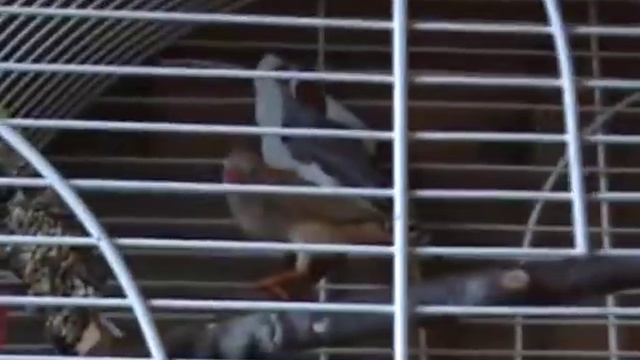 Zeberki, amadyna zebrowata (Taeniopygia guttata, Poephila guttata) смотреть онлайн