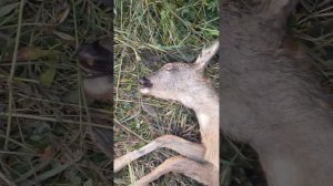 солонец для косули и горе охотники