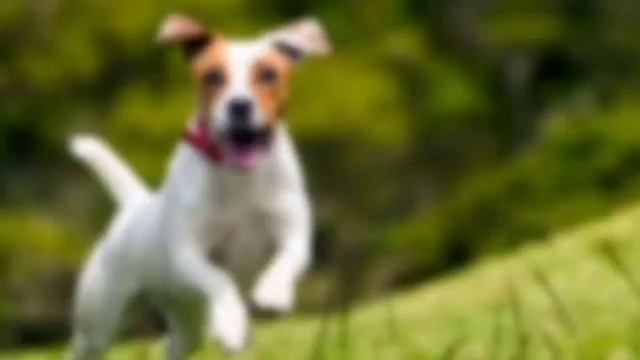 Удивительные способы, которыми животные видят мир. смотреть онлайн
