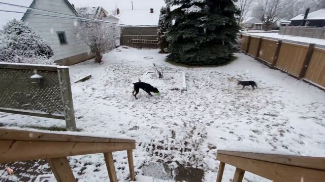 Doggo's do a play смотреть онлайн