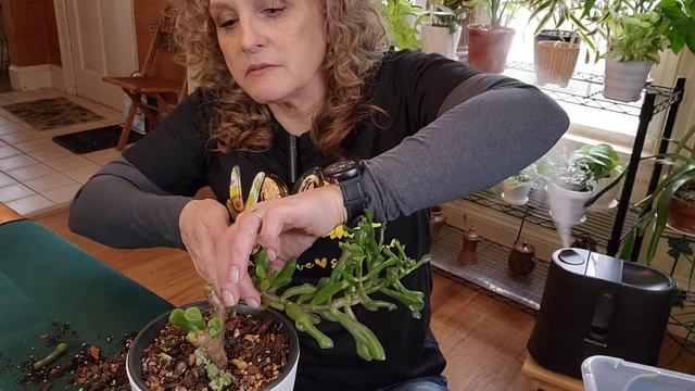 Chopping & Propping & Plant Chores