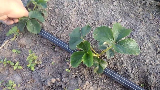 Передозировка азота на клубнике. смотреть онлайн