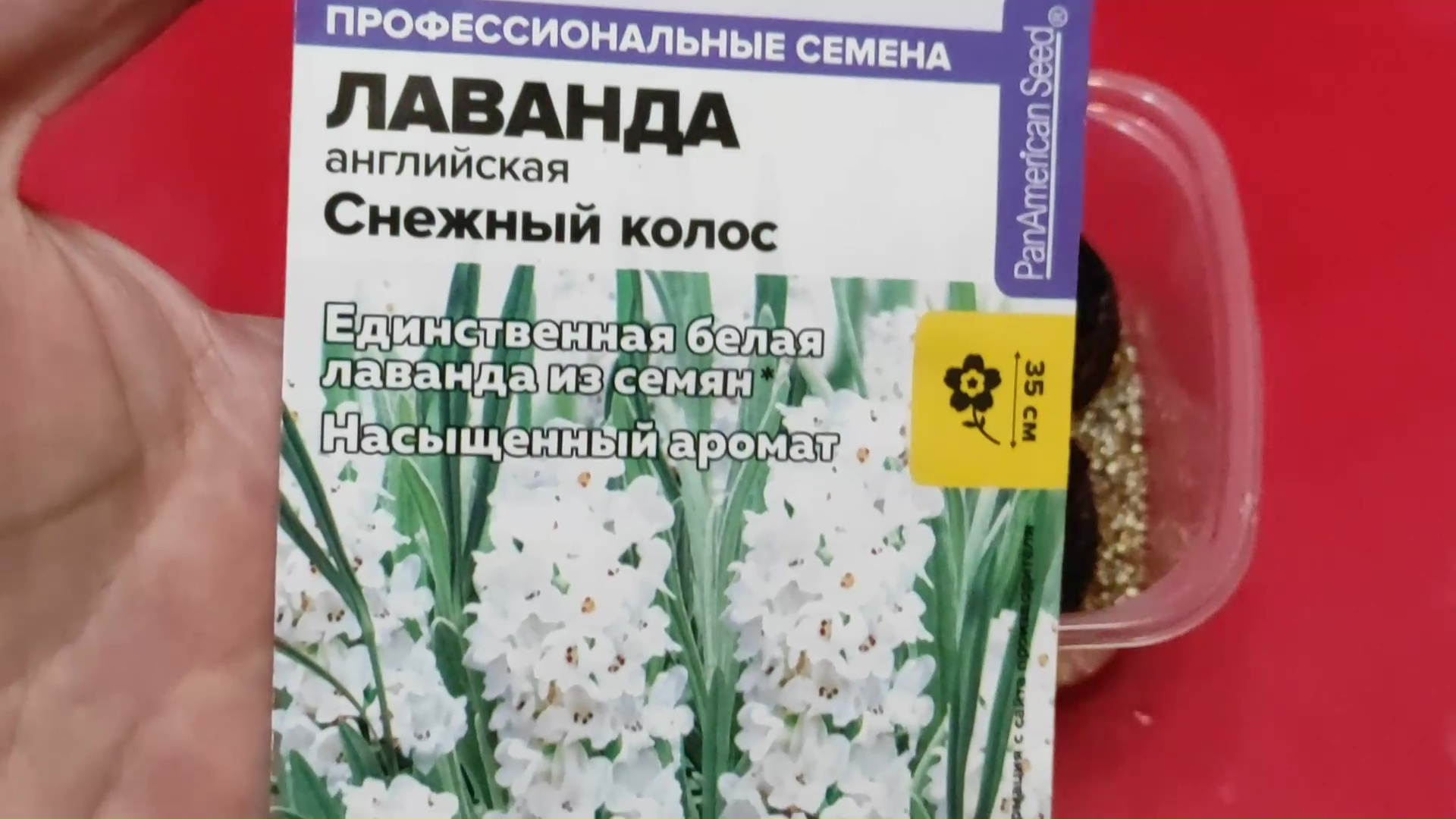 ПОСЕВ НЕОБЫЧНОЙ ЛАВАНДЫ! БЕЛАЯ ЛАВАНДА ИЗ СЕМЯН.ПРОСТОЙ СПОСОБ ПОСЕВА ЛАВАНДЫ #лаванда #посевлаванды смотреть онлайн