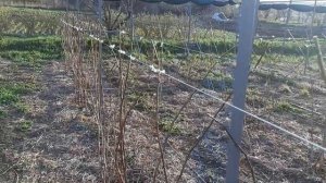 Подвязка малины тапенером