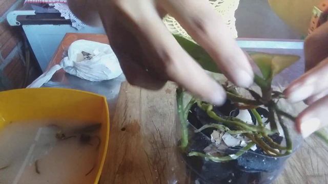 Replante da Orquídea Phalaenopsis na garrafa pet. смотреть онлайн