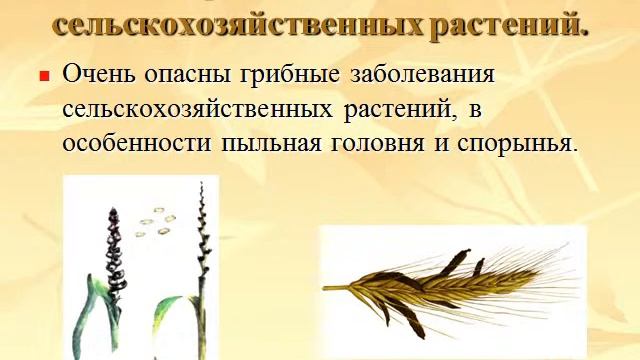 Презентация Бактерии и грибные болезни растений смотреть онлайн